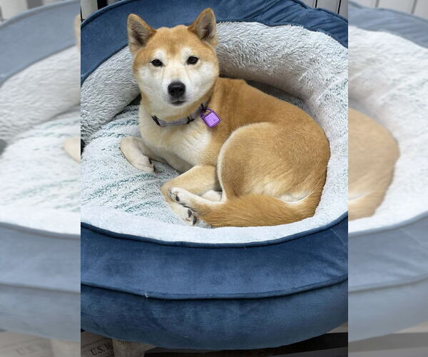 Medium Photo #1 Shiba Inu Puppy For Sale in Mukwonago, WI, USA