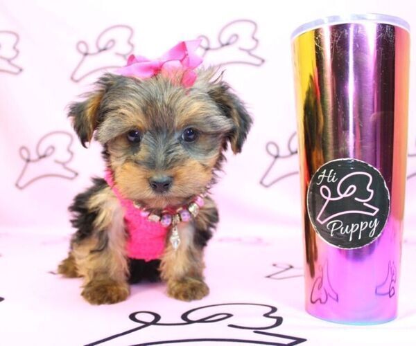 Medium Photo #23 Yorkshire Terrier Puppy For Sale in LAS VEGAS, NV, USA