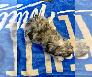 Border Collie Puppy for sale in JACKSON, KY, USA