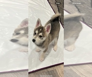 Alaskan Klee Kai Puppy for sale in SOMERSET, WI, USA