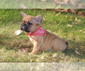 French Bulldog Puppy for sale in BRIDGEWATER, NJ, USA