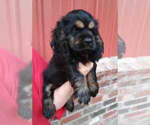 Cocker Spaniel Puppy for sale in COTTAGEVILLE, SC, USA