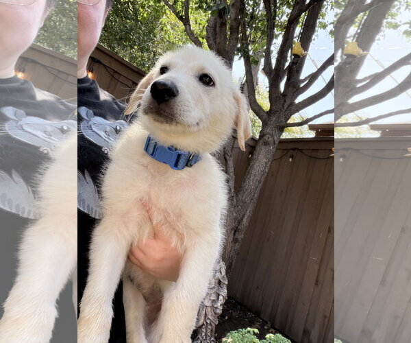 Medium Photo #7 German Shepherd Dog-Great Pyrenees Mix Puppy For Sale in Dallas, TX, USA