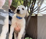 Small #6 German Shepherd Dog-Great Pyrenees Mix