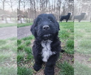 Bouvier Des Flandres Puppy for sale in BERWICK, ME, USA