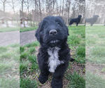 Image preview for Ad Listing. Nickname: Bouvier puppies