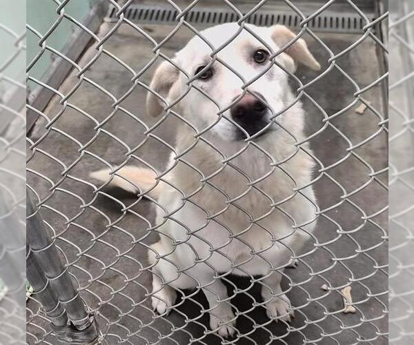 Medium Photo #1 Labrador Retriever Puppy For Sale in Bakersfield, CA, USA
