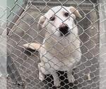 Small Labrador Retriever