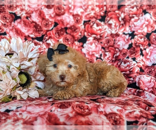 Medium Photo #4 Poodle (Toy) Puppy For Sale in CHRISTIANA, PA, USA