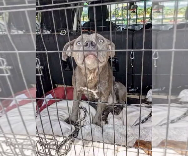 Medium Photo #2 Staffordshire Bull Terrier-Unknown Mix Puppy For Sale in Brewster, NY, USA