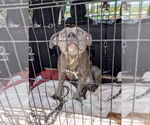 Small #1 Staffordshire Bull Terrier Mix