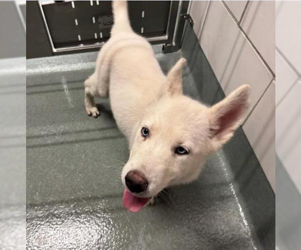 Medium Photo #1 Gerberian Shepsky Puppy For Sale in Baytown, TX, USA