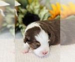 Small Photo #9 Miniature Australian Shepherd Puppy For Sale in ANTHONY, FL, USA