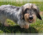 Small #2 Dachshund
