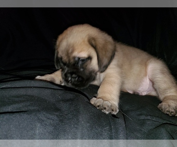 Medium Photo #20 Mastiff Puppy For Sale in INDIANAPOLIS, IN, USA