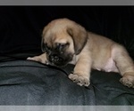 Small Photo #20 Mastiff Puppy For Sale in INDIANAPOLIS, IN, USA
