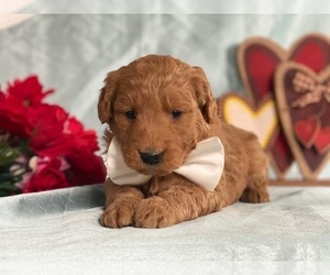 Goldendoodle Puppy for sale in LANCASTER, PA, USA