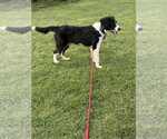 Small #3 Great Pyrenees