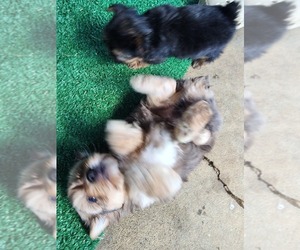 Yorkshire Terrier Puppy for sale in JOHNSON CITY, TN, USA