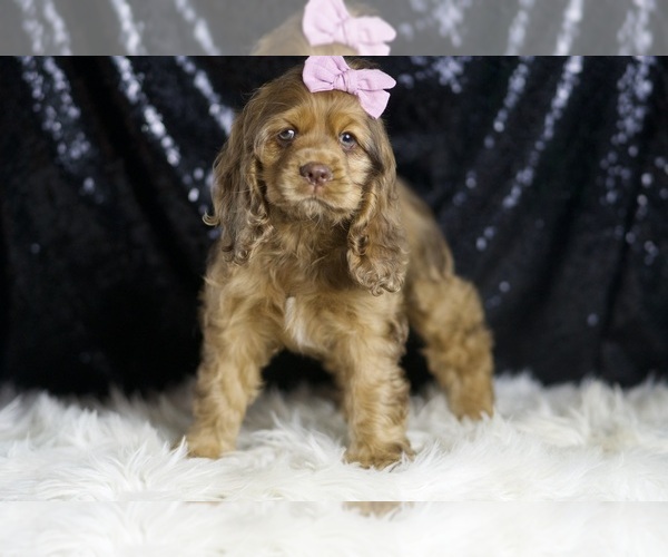 Medium Photo #3 Cocker Spaniel Puppy For Sale in WARSAW, IN, USA