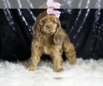 Small #2 Cocker Spaniel