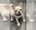 Small #1 French Bulldog