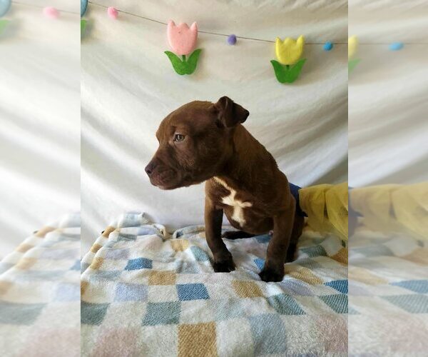 Medium Photo #2 American Pit Bull Terrier-Unknown Mix Puppy For Sale in New York, NY, USA