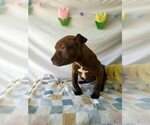 Small #1 American Pit Bull Terrier Mix
