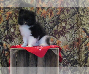 Pomeranian Puppy for sale in CRAIG, CO, USA