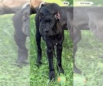 Small #36 Cane Corso