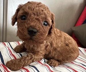 Poodle (Toy) Puppy for sale in APPLE VALLEY, CA, USA