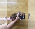 Puppy Cinnamon Boxer