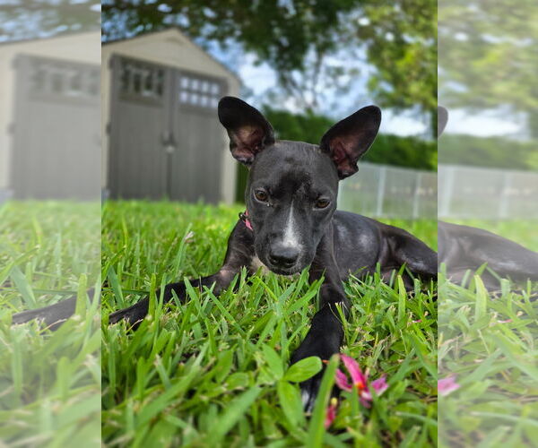 Medium Photo #2 American Pit Bull Terrier-Labrador Retriever Mix Puppy For Sale in Lighthouse Point, FL, USA