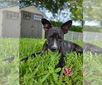 Small #1 American Pit Bull Terrier-Labrador Retriever Mix