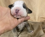 Small Photo #19 Olde English Bulldogge Puppy For Sale in CHETEK, WI, USA