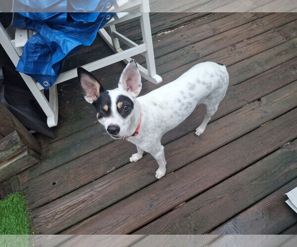 Medium Photo #2 Chihuahua-Unknown Mix Puppy For Sale in Coldwater, MI, USA
