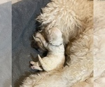 Small Photo #16 Goldendoodle Puppy For Sale in BATON ROUGE, LA, USA