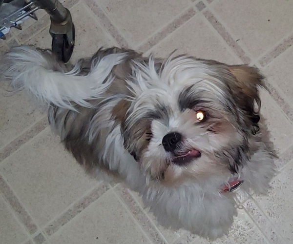 Medium Photo #6 Shih Tzu Puppy For Sale in SAINT CHARLES, MO, USA