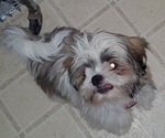 Small Photo #18 Shih Tzu Puppy For Sale in SAINT CHARLES, MO, USA