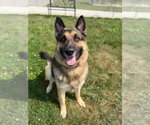 Small #1 German Shepherd Dog