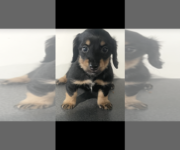 Medium Photo #1 Dachshund Puppy For Sale in NILES, MI, USA