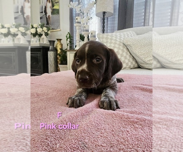 Medium Photo #6 German Shorthaired Pointer Puppy For Sale in COLUMBIA, KY, USA