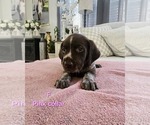 Small #5 German Shorthaired Pointer