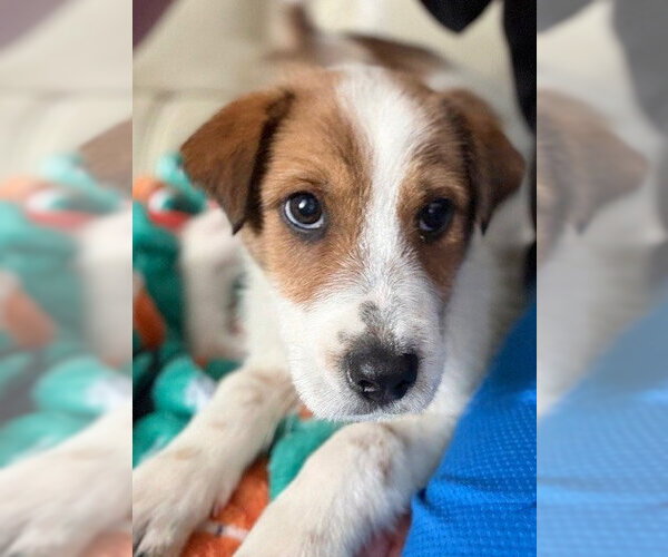 Medium Photo #2 Mutt Puppy For Sale in Brooklyn Center, MN, USA