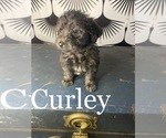 Puppy Curley Yorkshire Terrier