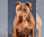 Small #27 American Staffordshire Terrier Mix