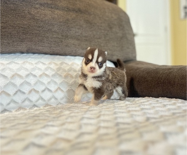 Medium Photo #6 Pomsky Puppy For Sale in DRACUT, MA, USA