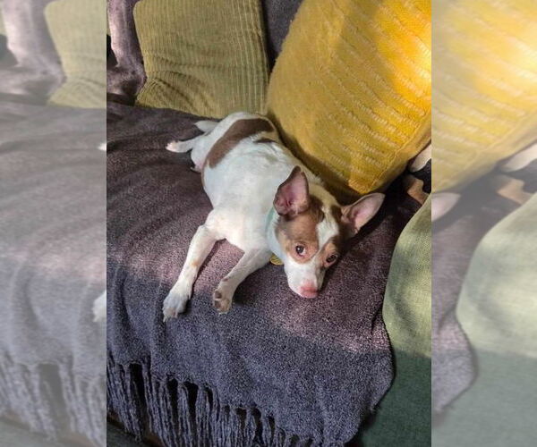 Medium Photo #3 Jack Chi Puppy For Sale in Tempe , AZ, USA