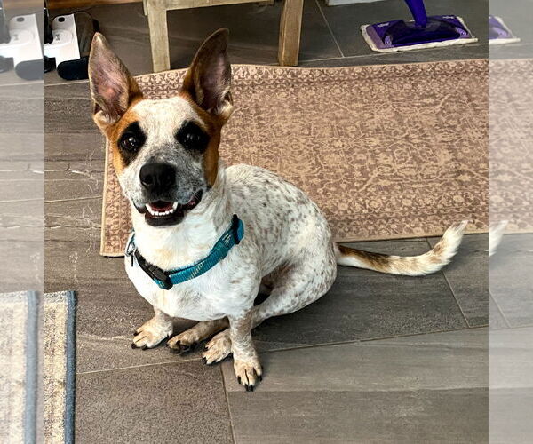 Medium Photo #2 Dachshund-Unknown Mix Puppy For Sale in HOUSTON, TX, USA