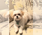 Small Photo #1 Maltese Puppy For Sale in LA VISTA, NE, USA